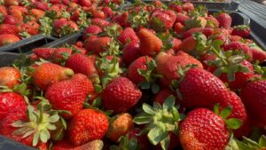 Freseros prefieren vender en la ciudad que mudarse algún día al Mercado de la Fresa Freseros prefieren vender en la ciudad que mudarse algún día al Mercado de la Fresa