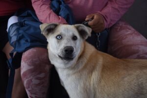 Realizan jornada gratuita de esterilización para mascotas en instalaciones militares de Irapuato Realizan jornada gratuita de esterilización para mascotas en instalaciones militares de Irapuato