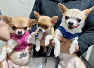 Colegio de Médicos Veterinarios buscará fortalecer bienestar animal y cultura de tenencia responsable Colegio de Médicos Veterinarios buscará fortalecer bienestar animal y cultura de tenencia responsable