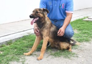 Impulsan adopción responsable; CANI busca dar hogar a perros y gatos rescatados Impulsan adopción responsable; CANI busca dar hogar a perros y gatos rescatados
