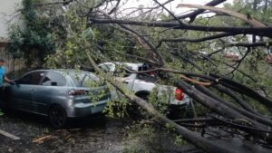 Árboles viejos y suelo reblandecido aumentan riesgo de caídas durante lluvias: Protección Civil Irapuato Árboles viejos y suelo reblandecido aumentan riesgo de caídas durante lluvias: Protección Civil Irapuato