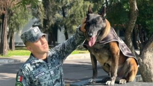 Entre ladridos, disciplina y precisión: así trabaja la élite canina de la Guardia Nacional en Guanajuato Entre ladridos, disciplina y precisión: así trabaja la élite canina de la Guardia Nacional en Guanajuato