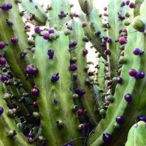 PAOT investiga daños a garambullos en Guanajuato; da vista a PROFEPA PAOT investiga daños a garambullos en Guanajuato; da vista a PROFEPA
