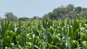 Alistan apoyos para productores afectados por las lluvias; Gobierno de Guanajuato realiza censos de daños Alistan apoyos para productores afectados por las lluvias; Gobierno de Guanajuato realiza censos de daños